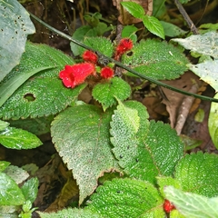 Kohleria
