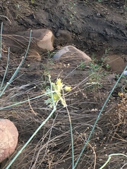 Asclepias subulata