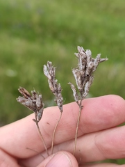 Oxytropis pilosa