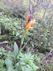 Dichromanthus aurantiacus