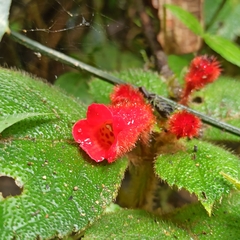 Kohleria