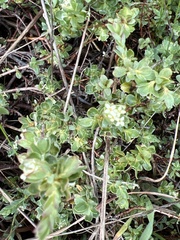 Pimelea
