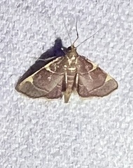 Hypsopygia olinalis