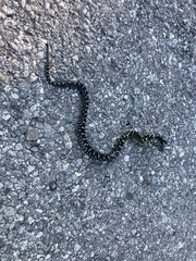 Lampropeltis nigra