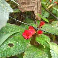 Kohleria