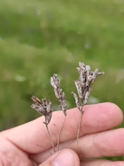Oxytropis pilosa