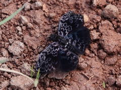 Cycloglypha thrasibulus