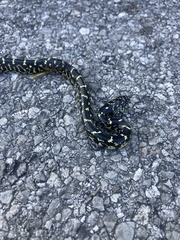 Lampropeltis nigra