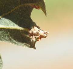 Neuroterus saltatorius