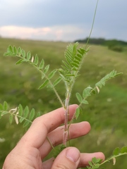 Oxytropis pilosa