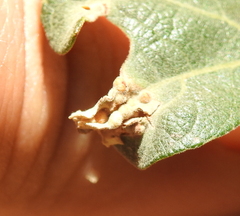 Neuroterus saltatorius