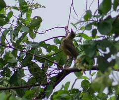 Turdus grayi