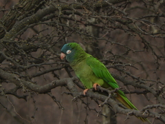 Thectocercus acuticaudatus