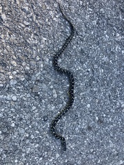 Lampropeltis nigra