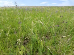 Verbascum phoeniceum