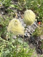 Pulsatilla occidentalis