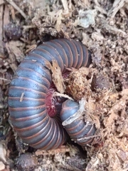 Narceus americanus