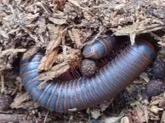 Narceus americanus