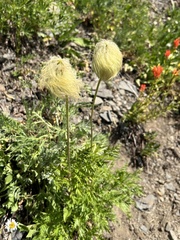 Pulsatilla occidentalis