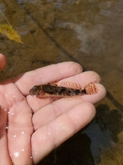 Cottus caeruleomentum
