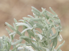 Senecio viravira