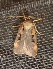 Pseudohermonassa bicarnea