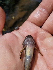 Cottus caeruleomentum
