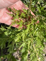 Pulsatilla occidentalis