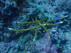 Acropora
