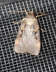 Pseudohermonassa bicarnea