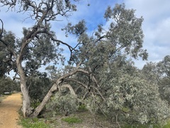 Eucalyptus largiflorens