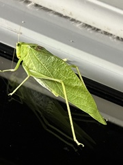 Microcentrum retinerve