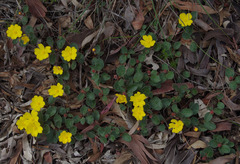 Hibbertia lasiopus