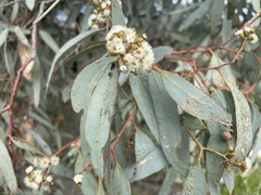 Eucalyptus largiflorens