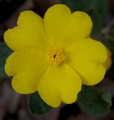 Hibbertia lasiopus