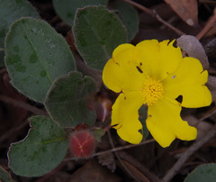 Hibbertia lasiopus