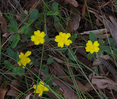 Hibbertia lasiopus
