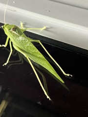 Microcentrum retinerve