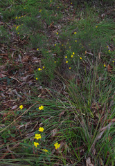Hibbertia lasiopus