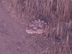 Crotalus ruber