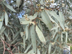 Eucalyptus largiflorens