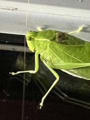 Microcentrum retinerve