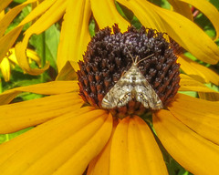 Petrophila fulicalis