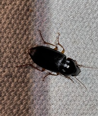 Harpalus pensylvanicus