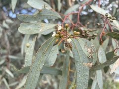 Eucalyptus largiflorens