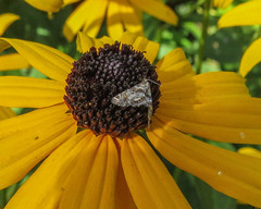 Petrophila fulicalis