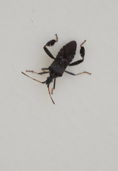 Leptoglossus corculus