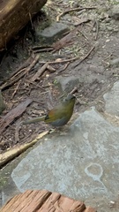 Liocichla steerii