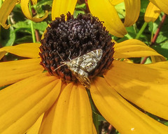 Petrophila fulicalis