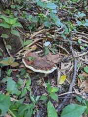 Ganoderma applanatum